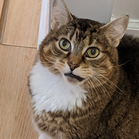 My Cat's Battle with Oral Squamous Cell Carcinoma