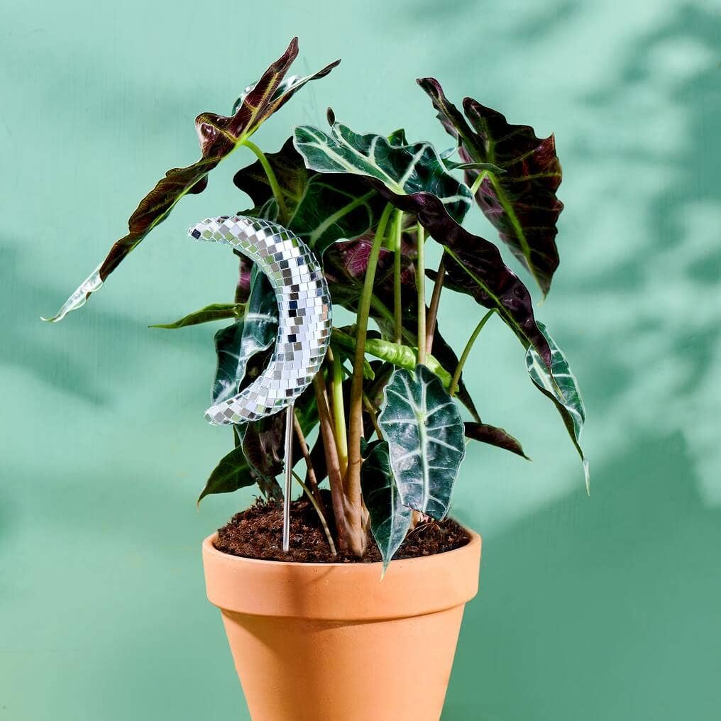 Disco Moon Plant Stake