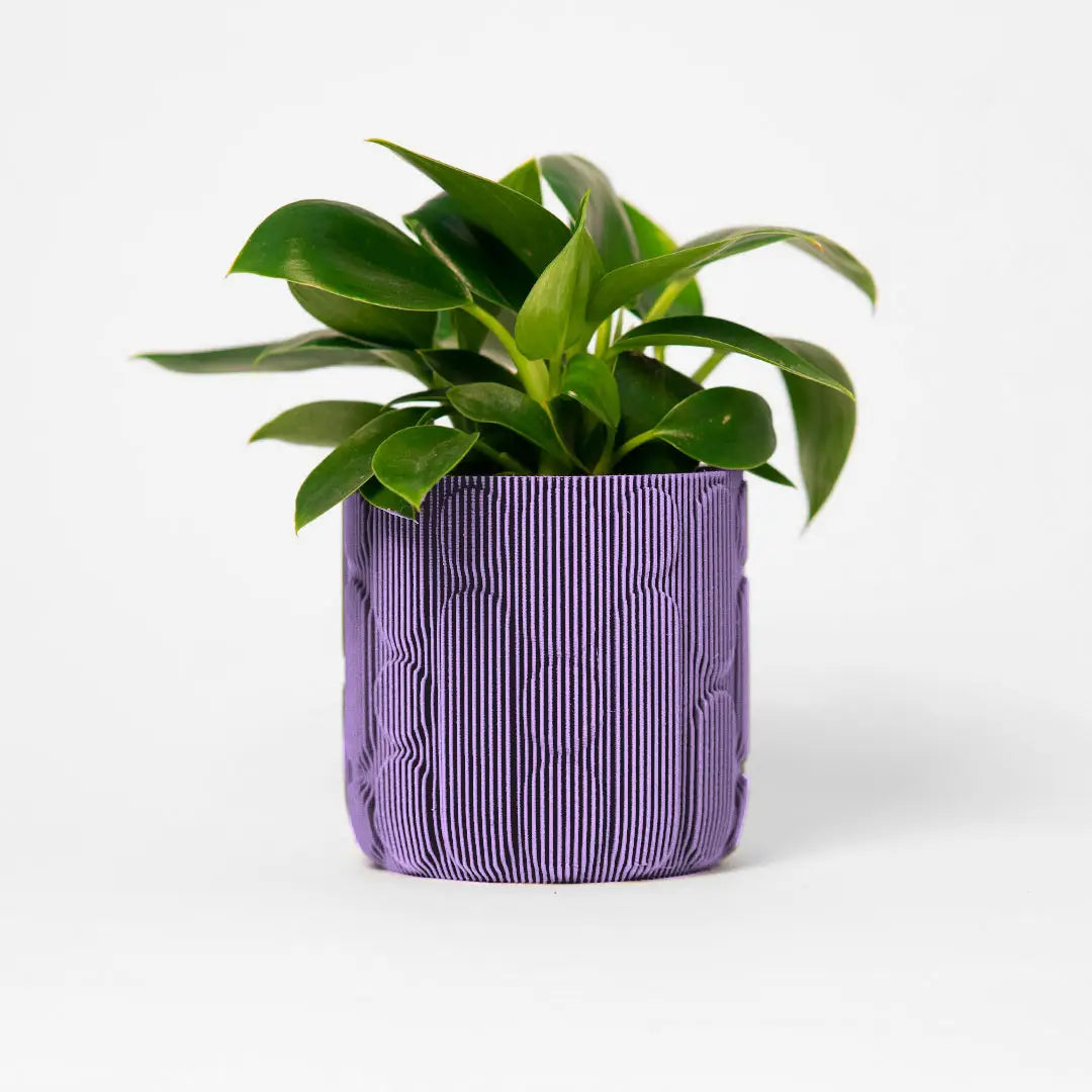 Cactus Planter