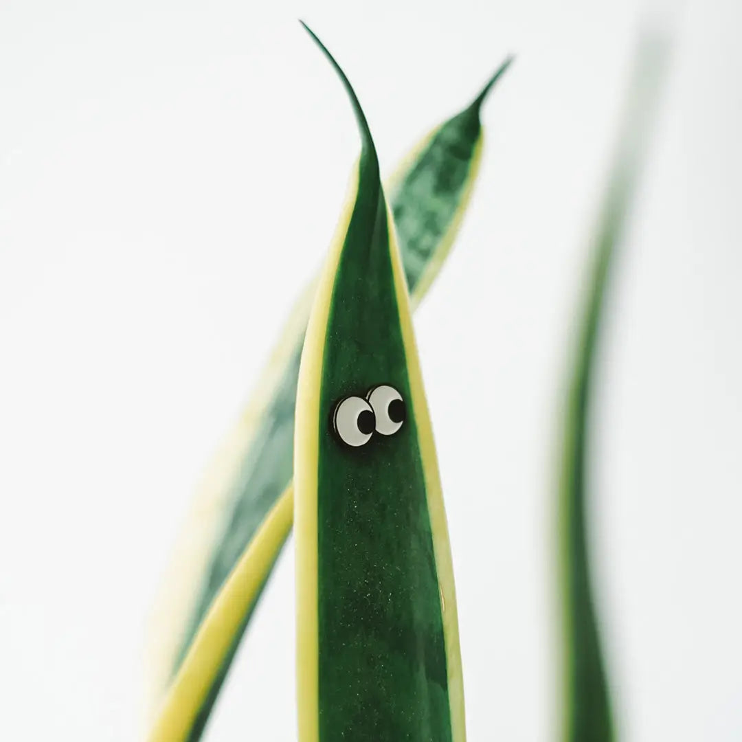 Googly Eye Plant Charms