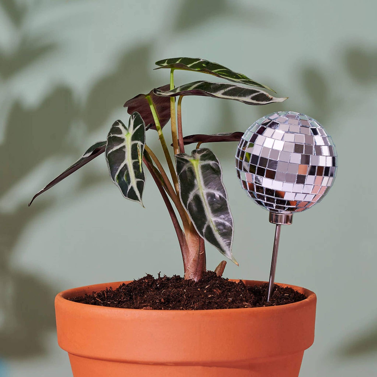 Disco BB Plant Stake