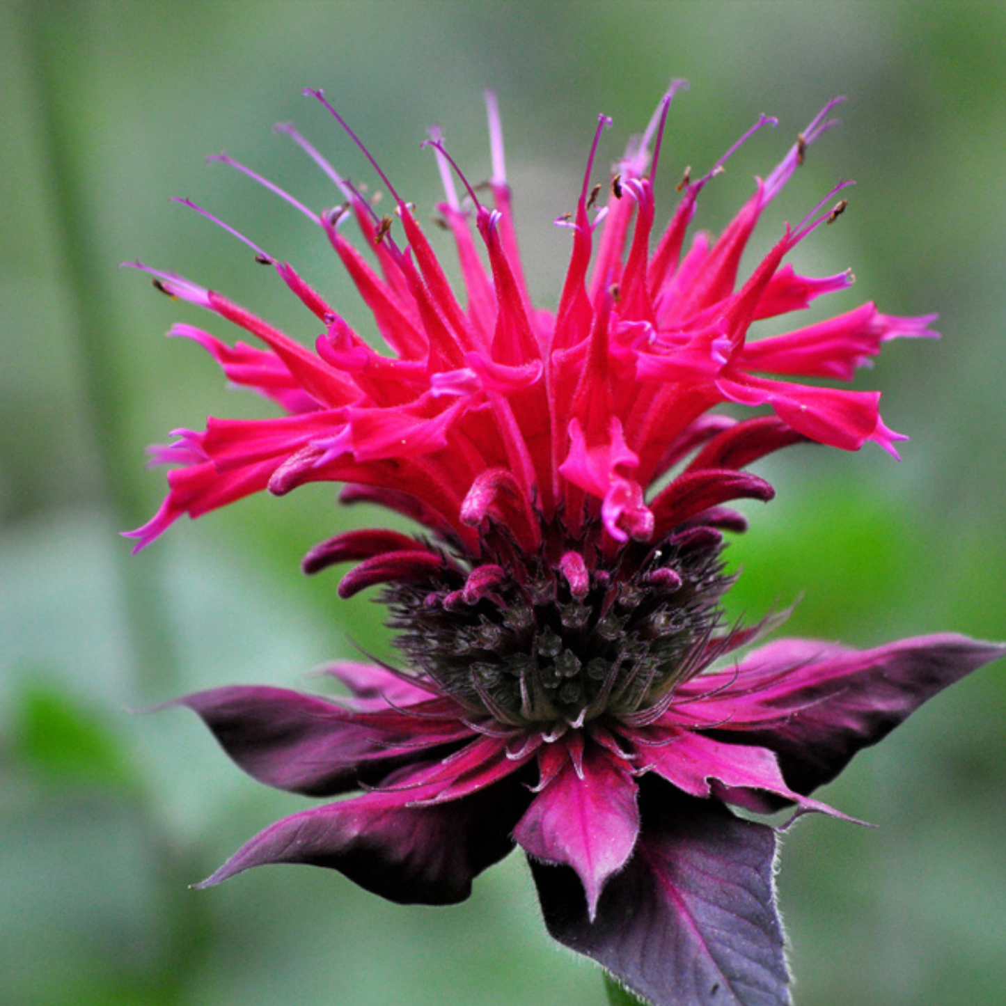 Bee Balm Tarot Seed Packet