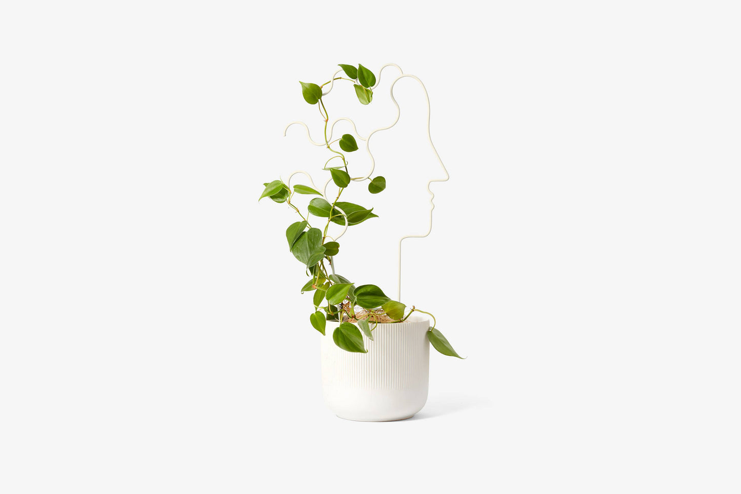 Face Plant Trellis