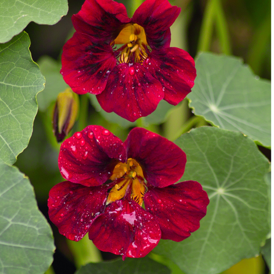Black Velvet Nasturtium Tarot Seed Packet