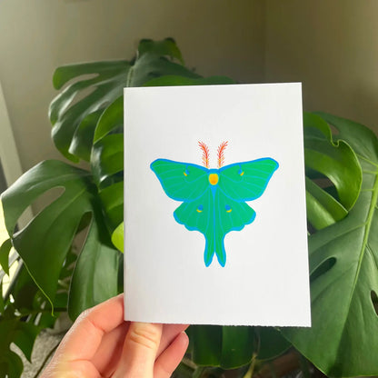 Colorful Moth Boxed Card Set